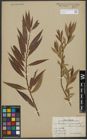 Foto von Salix triandra L. x Salix viminalis L.